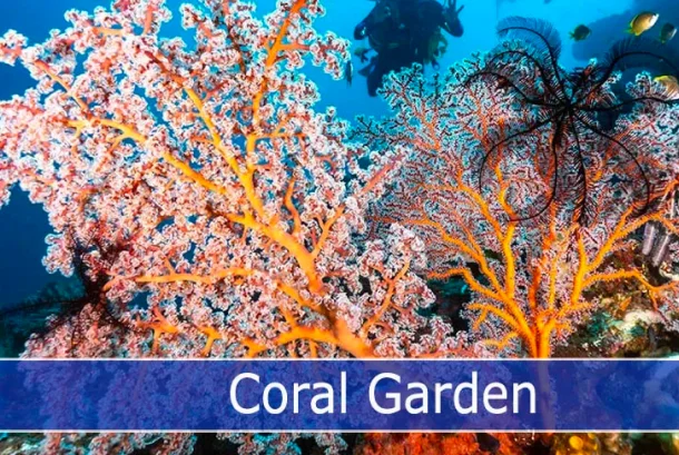 The Coral Garden, Tulamben